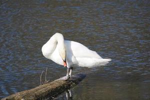 weißer Schwan, der am Ufer steht foto