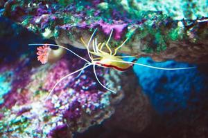 lysmata amboinensis - gelbe und rote Putzergarnelen, die kopfüber auf Felsen laufen foto