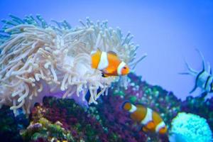 weißer und orangefarbener Anemonen-Clownfisch, Korallenriff foto