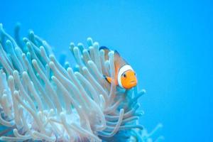 weißer und orangefarbener Anemonen-Clownfisch, Korallenriff foto