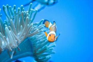 weißer und orangefarbener Anemonen-Clownfisch, Korallenriff foto