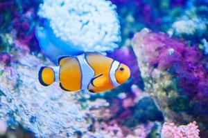 weißer und orangefarbener Anemonen-Clownfisch, Korallenriff foto