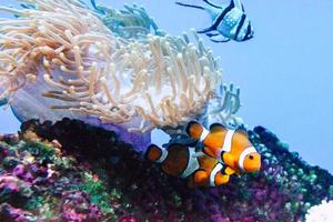 zwei weiße und orangefarbene Anemonen-Clownfische, Korallenriff foto