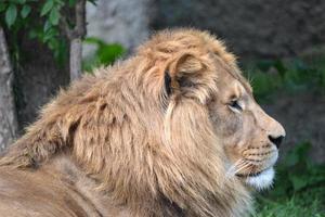 Löwe, der in der Ferne zuschaut foto