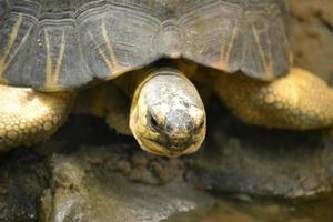 Schildkröte - selektiver Fokus foto