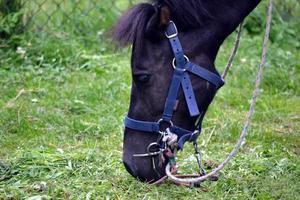 Pferd, Pony, das Gras frisst foto