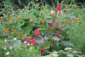 bunte Blumen im Garten foto