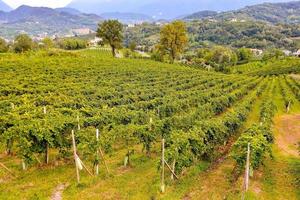 Weinberglandschaft in Rom in Italien foto