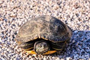 schildkröte tier nahaufnahme foto