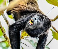 Affe, der auf dem Baum isst foto