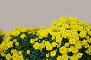 Strauß gelber Chrysanthemen auf beigem Hintergrund. foto