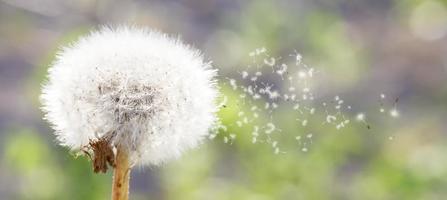 Samen fliegen von einem flauschigen Löwenzahn auf grünem Hintergrund. umwelthintergrundbanner. foto