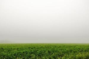 grüne Wiese mit sehr dichtem Nebel beim Wandern foto