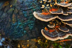 Gesunde viele farbige Polypore-Pilze auf einem Baumstamm in einem Walddetail foto