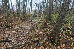 Ausgetrockneter Bach mit vielen Blättern in einem Wald und Herbst foto