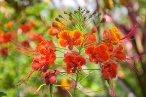 orange caesalpinia pulcherrima blume blüht schönheit natur foto