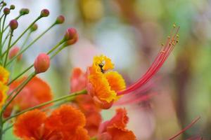 orange caesalpinia pulcherrima blume blüht schönheit natur foto