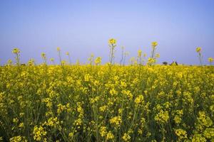 gelbe Rapsblumen im Feld mit blauem Himmel. selektiver fokus naturlandschaftsansicht foto