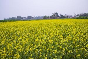 schöne florale landschaftsansicht von rapsblüten in einem feld in der landschaft von bangladesch foto