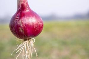 rote Zwiebel auf dem Feld in Bangladesch. Schalotte foto