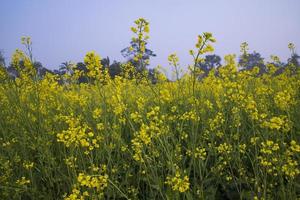 gelbe Rapsblumen im Feld mit blauem Himmel. selektiver fokus naturlandschaftsansicht foto