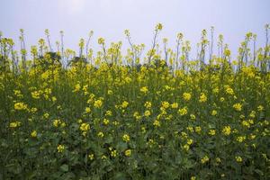 gelbe Rapsblumen im Feld mit blauem Himmel. selektiver fokus naturlandschaftsansicht foto