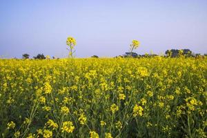gelbe Rapsblumen im Feld mit blauem Himmel. selektiver fokus naturlandschaftsansicht foto