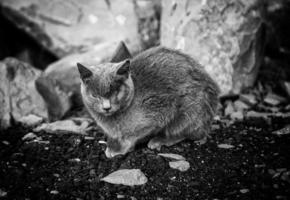 Verlassene graue Katze auf der Straße foto