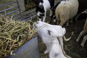 Ziege auf einem Bauernhof foto