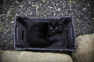 verlassene schwarze Katze auf der Straße foto