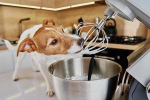 Hund lecken elektrischen Küchenmixer Schneebesen foto