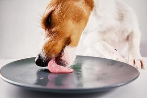 hungriger hund leckt leeren teller foto