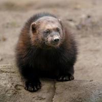 Vielfraß im Zoo foto