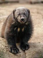 Vielfraß im Zoo foto