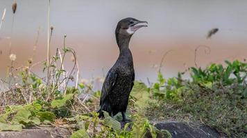 kleiner kormoran, javanesischer kormoran stehen auf dem feld foto