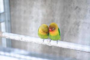 süßer und entzückender kleiner Vogel foto