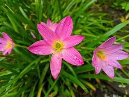 die rosa regenlilie ist eine pflanzenart der gattung zephyranthes oder regenlilie, die in peru und kolumbien beheimatet ist. foto