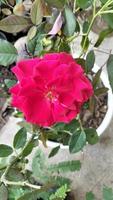 Im Bauerngarten blühen im Sommer rote Rosen. rote Rose, einzelne schöne Rose. Liebe foto