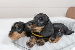 auf dem bett liegen süße welpen eines rauhaarigen dackels. Porträt von Hunden. foto