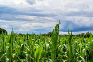 Fotografie zum Thema Big Corn Farm Field für die Bio-Ernte foto