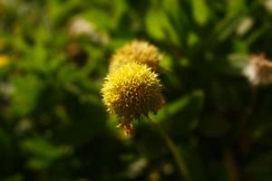 leuchtend bunte Blumen im Garten im Freien in Karachi Pakistan 2022 foto