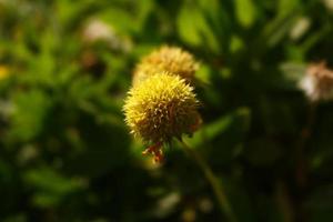 leuchtend bunte Blumen im Garten im Freien in Karachi Pakistan 2022 foto