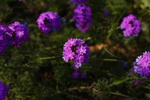 leuchtend bunte Blumen im Garten im Freien in Karachi Pakistan 2022 foto