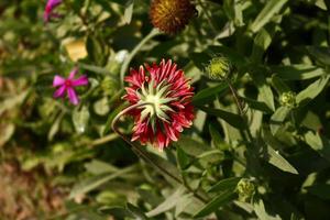 leuchtend bunte Blumen im Garten im Freien in Karachi Pakistan 2022 foto