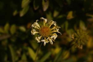 leuchtend bunte Blumen im Garten im Freien in Karachi Pakistan 2022 foto