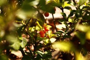 Bunte Blütenpflanzen im Garten im Freien in Karachi Pakistan 2022 foto