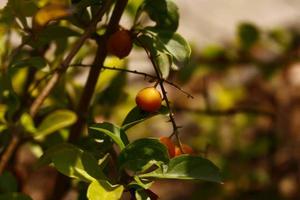 Bunte Blütenpflanzen im Garten im Freien in Karachi Pakistan 2022 foto