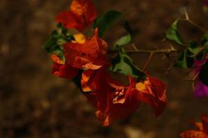 Bunte Blütenpflanzen im Garten im Freien in Karachi Pakistan 2022 foto