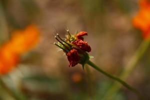 Bunte Blütenpflanzen im Garten im Freien in Karachi Pakistan 2022 foto