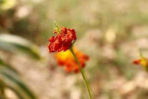 Bunte Blütenpflanzen im Garten im Freien in Karachi Pakistan 2022 foto